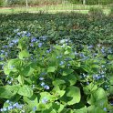 Brunnera macrophylla